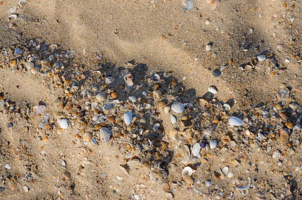 금모래와크 조개껍데기가 앞면에 있습니다 모래가 껍질을 클로즈업합니다 자연색의 조개껍데기 — 스톡 사진