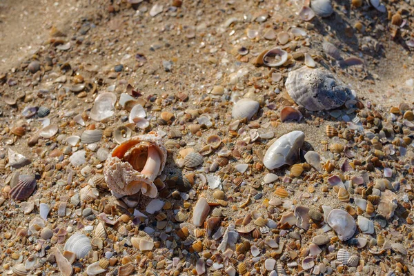 Gold sand with seashells on the foreground. Design for indoor interiors. Tropical sand background of seashells close-up. Natural sand stone background texture in natural colors.