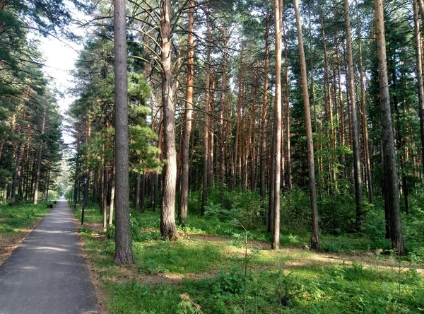 Дорога Через Сосновий Ліс Сосновий Ліс — стокове фото