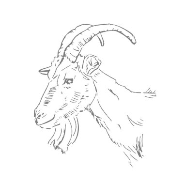 Tahta kesim tarzında bir keçi kafası. Beyaz arka planda bir keçi gravürü. Keçi resmi.
