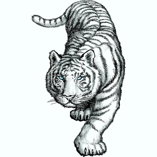 Çömelmiş Atlama Önce Beyaz Bengal Kaplanı Vektör Çizim — Stok Vektör