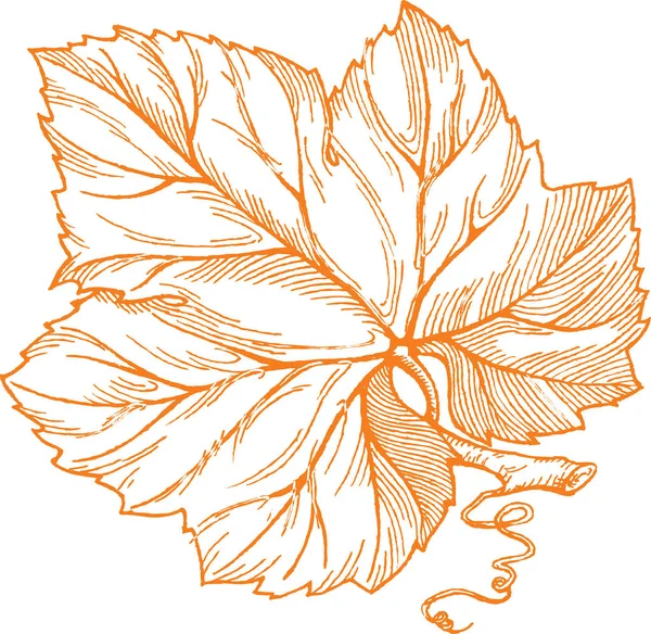 雕刻风格向量例证橙色葡萄叶子查出在白色背景 设计元素 — 图库矢量图片
