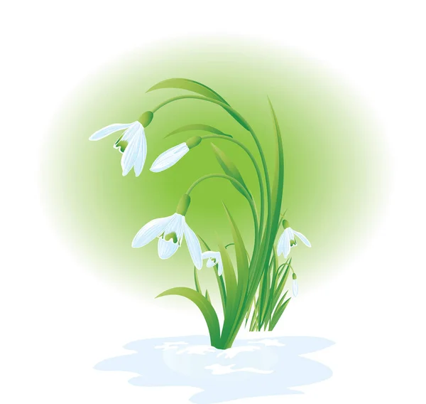 Blossom Spring Snowdrops Green Leaves Vector Illustration — Stock Vector