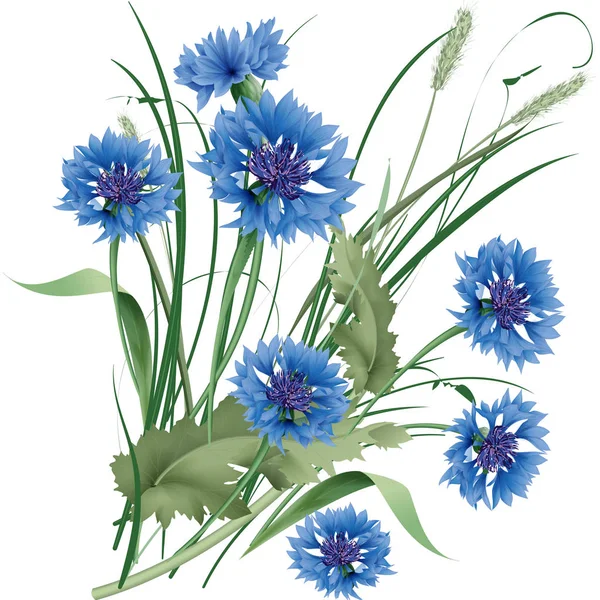 Strauß Blauer Kornblumen Wildblumen Mit Grünen Blättern Vektorillustration — Stockvektor