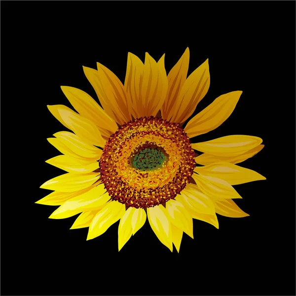 Gambar Tangan Bunga Matahari Terisolasi Pada Gambar Vektor Latar Belakang - Stok Vektor