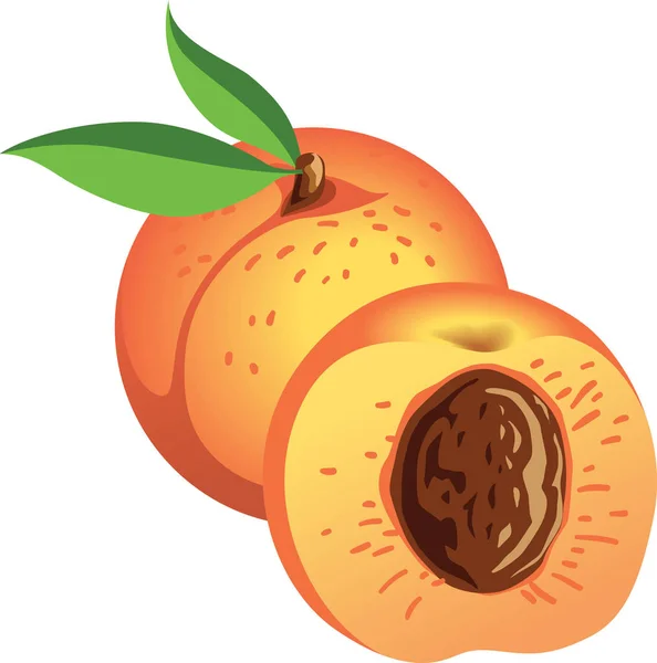 Ripe Peaches Green Leaves Whole Half Vector Cartoon Illustration — Stock Vector