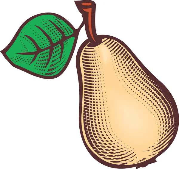 Χαρακτική εικόνα του ώριμου αχλάδι με φύλλο. — Διανυσματικό Αρχείο
