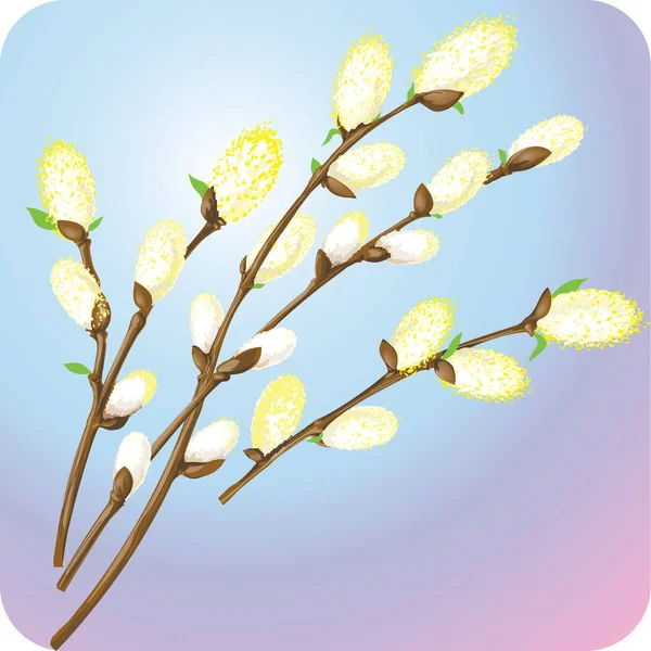 Buquê de ramos de salgueiro florescentes de primavera . —  Vetores de Stock
