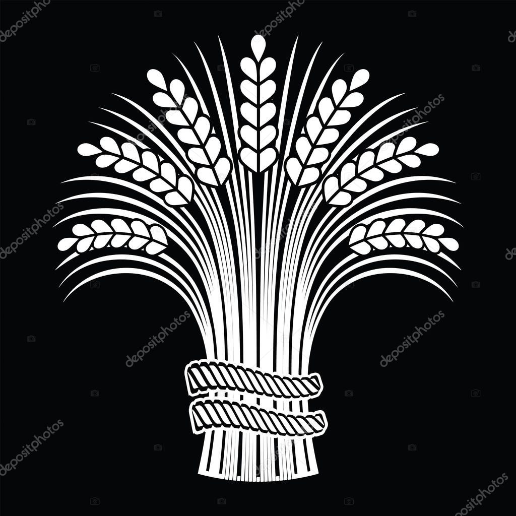 Ripe wheat ears sheaf on black background. Vector illustration, 
