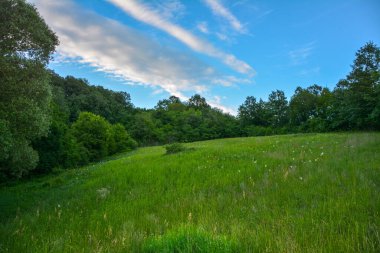 Ormandaki çim tarlası