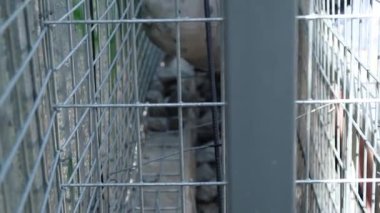 Gabion çitlere taş yerleştirme, muhafaza etme ya da istinat duvarı kurma işlemi. Yüksek kalite 4k görüntü