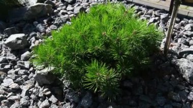 Taşlarla süslenmiş bir çiçek tarhında 