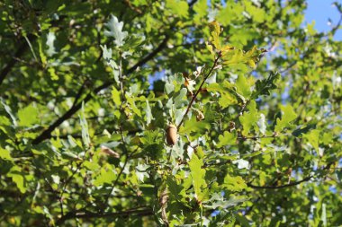 yeşil yaprakları ve meşe palamudu bir ağaç üzerinde