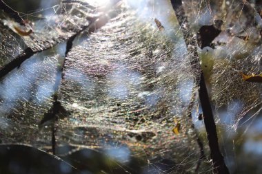 ormandaki brançlardan üzerinde Gossamer
