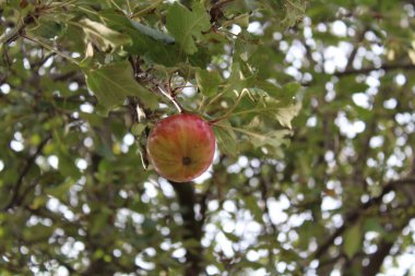 Ağaçtaki kırmızı elma