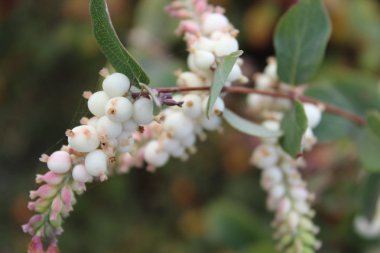 Dalın üzerindeki yeşil yaprakların arasındaki beyaz dutlar