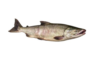 Rusya, Kamçatka, somon (Oncorhynchus keta), somon familyasından bir balık türüdür. Pasifik somonudur ve aynı zamanda köpek somonu ya da keta somonu olarak da bilinir ve genellikle gümüş somon balığı adı altında pazarlanır..