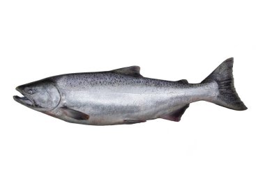 Chinook somonu (Oncorhynchus tshawytscha), Pasifik somon cinsi Oncorhynchus 'un en büyük türüdür. Bilinen adı Çinliler 'den geliyor. Türün diğer dilsel isimleri arasında kral somon, Quinnat somonu ve bahar somonu bulunur.