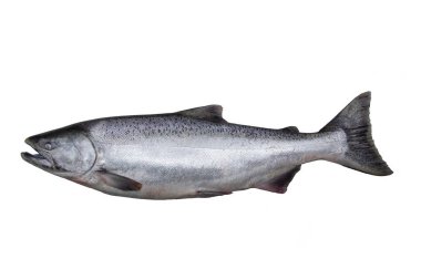 The Chinook salmon  (Oncorhynchus tshawytscha) is the largest species in the Pacific salmon genus Oncorhynchus. The common name refers to the Chinookan peoples. Other vernacular names for the species include king salmon, Quinnat salmon, spring salmon clipart