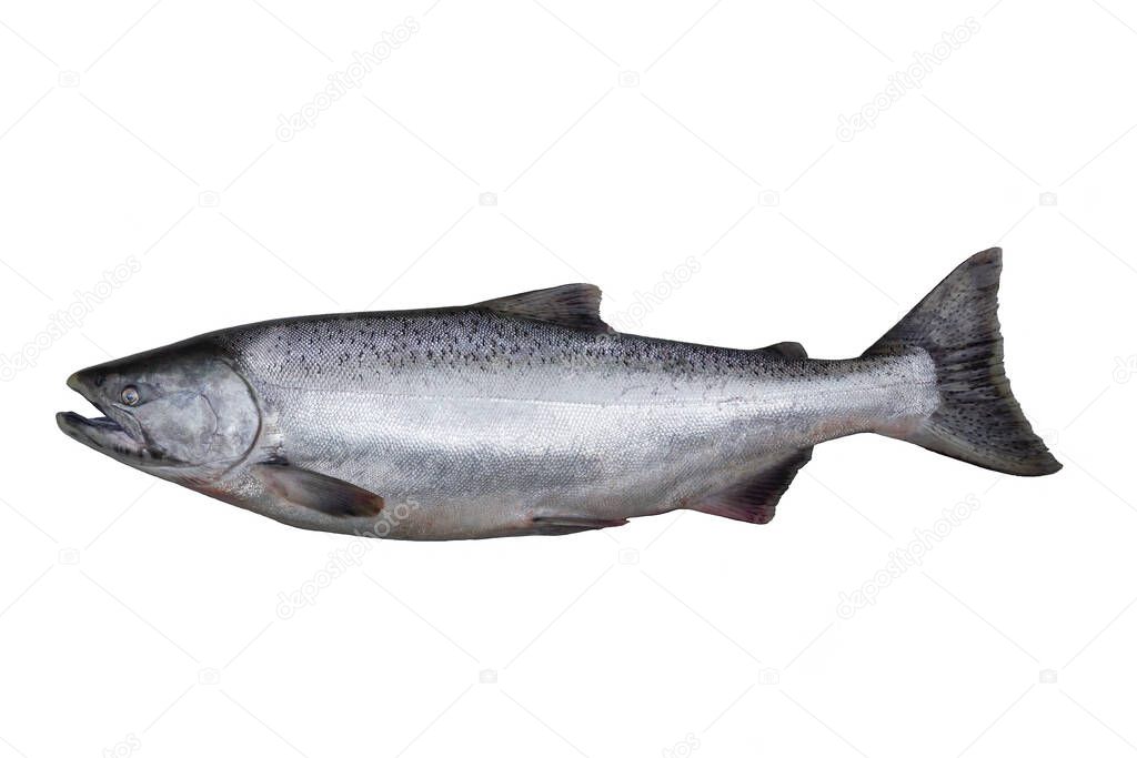 Oncorhynchus tshawytscha es una especie de salmón de la familia