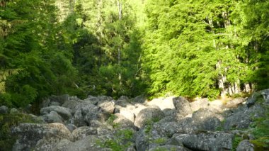 Taş nehir doğal olay Vitosha Doğal Parkı Sofya, Bulgaristan. Altın köprü alanı.
