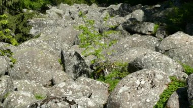 Taş nehir doğal olay Vitosha Doğal Parkı Sofya, Bulgaristan. Altın köprü alanı.
