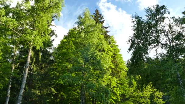 Φυσικό Πάρκο Vitosha Κοντά Σόφια Βουλγαρία Περιοχή Χρυσή Γέφυρες — Αρχείο Βίντεο