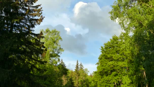 Φυσικό Πάρκο Vitosha Κοντά Σόφια Βουλγαρία Περιοχή Χρυσή Γέφυρες — Αρχείο Βίντεο