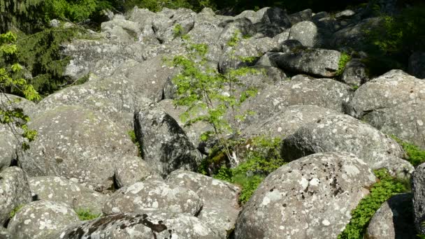 Naturphänomen Des Steinflusses Vitosha Naturpark Der Nähe Von Sofia Bulgarien — Stockvideo