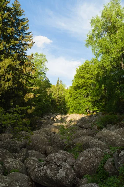 Stone River natural phenomenon in Vitosha Natural Park near Sofia, Bulgaria. The Golden Bridges area.