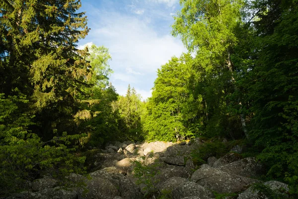 Stone River natural phenomenon in Vitosha Natural Park near Sofia, Bulgaria. The Golden Bridges area.