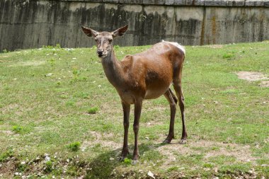 Karaca bir hayvanat bahçesi. Dişi geyik. Capreolus capreolus.