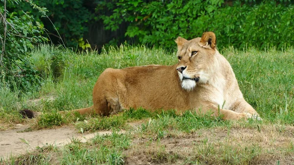 León Jardín Zoológico León Africano —  Fotos de Stock