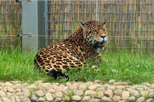 Een Jaguar, Panthera onca, in dierentuin. Wild dier. — Stockfoto