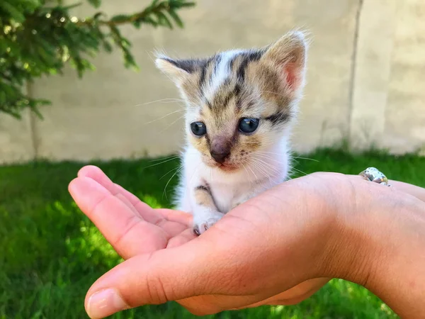 Pequeño gatito recién nacido con ojos azules en manos humanas —  Fotos de Stock