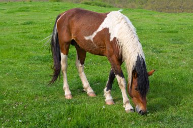 Bulgaristan'ın Strandzha dağındaki yeşil bir dağ çayırında otlayan bir at