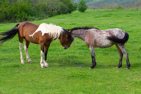Cavalos pastando em um prado de montanha verde na montanha Strandzha, Bulgária — Fotografia de Stock