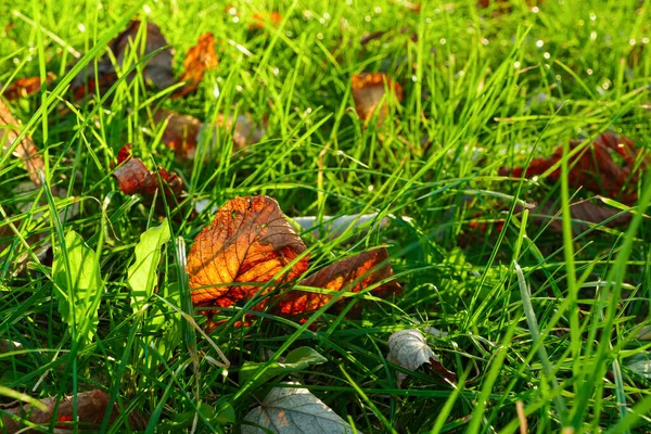 Kolorowe Jesienne Liście Parku Spadające Liście Zieloną Trawę Naturalne Tło — Zdjęcie stockowe