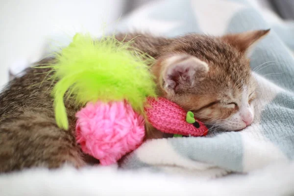 Kedi Yavrusu Yatak Örtüsünde Uyuyor — Stok fotoğraf
