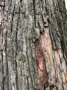 eski ahşap doku arka plan, ahşap doku, boş tahta arka plan ile yakın çekim