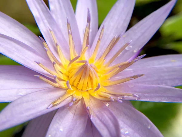 Beautiful violet or purple lotus flower with water droplets on the petals is complimented by the rich colors of the deep blue water surface in pond.  Extreme shallow depth of field.