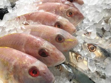 Pazarda buzlu taze balık.