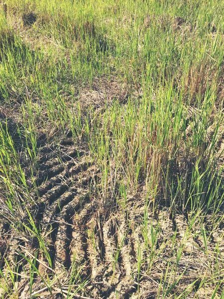 Car Crossing Large Rice Fields Growing Tire Tracks Wet Muddy — Stock Photo, Image