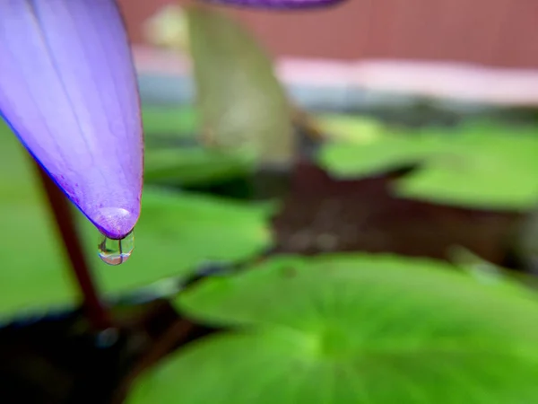 Красива Фіолетова Або Фіолетова Квітка Лотоса Краплями Води Пелюстках Поєднується — стокове фото
