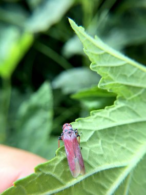 Küçük bebek çekirge orman, çekirge bir bitki yiyen böcek ve atlamak için kullanılır uzun arka ayakları ile yaprak yeşil yaprak üzerinde makro fotoğrafçılık. Aşırı sığ derinlik-in tarla.