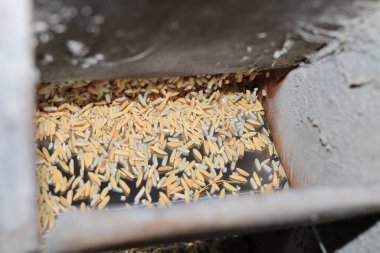 Esmer pirinç, iş sırasında eski ahşap pirinç değirmeni makinesinden akıyor. Tayland 'da organik değirmenli pirinç işleme ekipmanları.