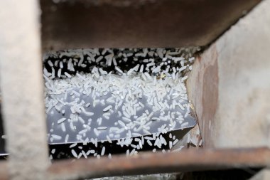 Esmer pirinç, iş sırasında eski ahşap pirinç değirmeni makinesinden akıyor. Tayland 'da organik değirmenli pirinç işleme ekipmanları.