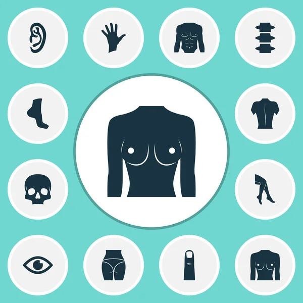 Ícones de peças com peito, coluna vertebral, crânio e outros elementos de mama. Ícones de parte de ilustração isolados . — Fotografia de Stock