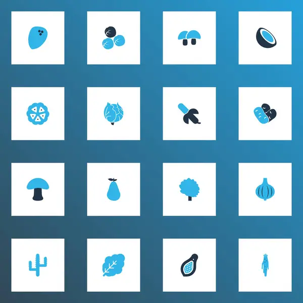 Plantaardige pictogrammen gekleurd set met acorn, boom, bloemkool en andere hertogin-elementen. Geïsoleerde illustratie plantaardige pictogrammen. — Stockfoto
