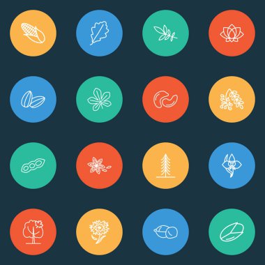 Doğa simgeler stil meşe yaprağı, ayçiçeği tohumu, Yıldız anason ve diğer fındık öğeleri kümesi satır. İzole illüstrasyon doğa simgeler.